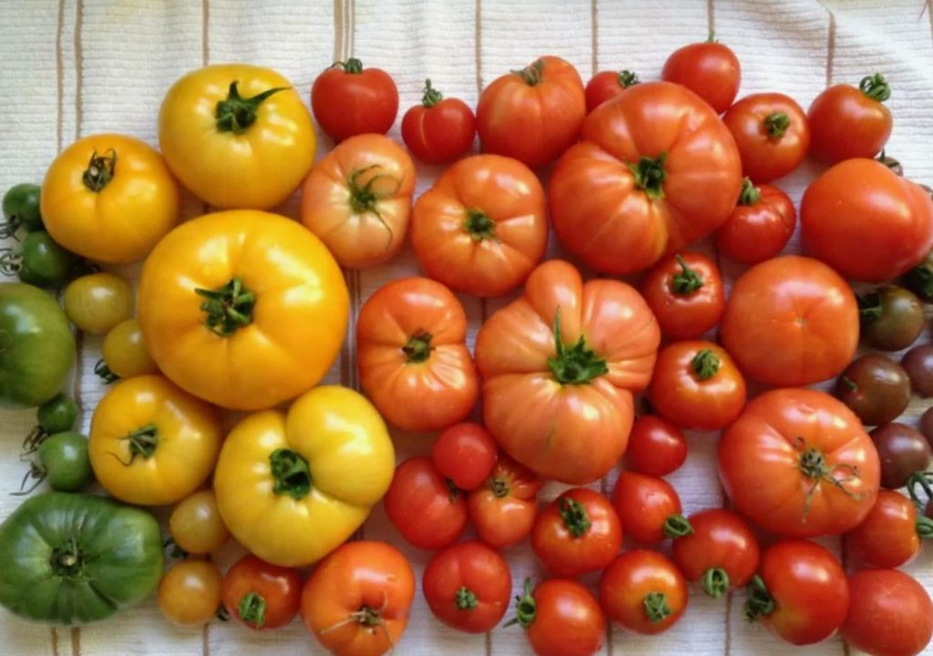 Kuidas kiirendada tomatite valmimist: paremat varianti pole leida