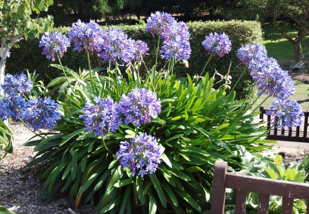 Agapanthus kasvab rohkem õievarsi, kui istutad need ühe asja lähedusse