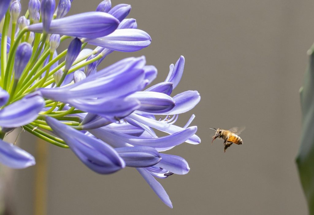 Agapanthus kasvab rohkem õievarsi, kui istutad need ühe asja lähedusse