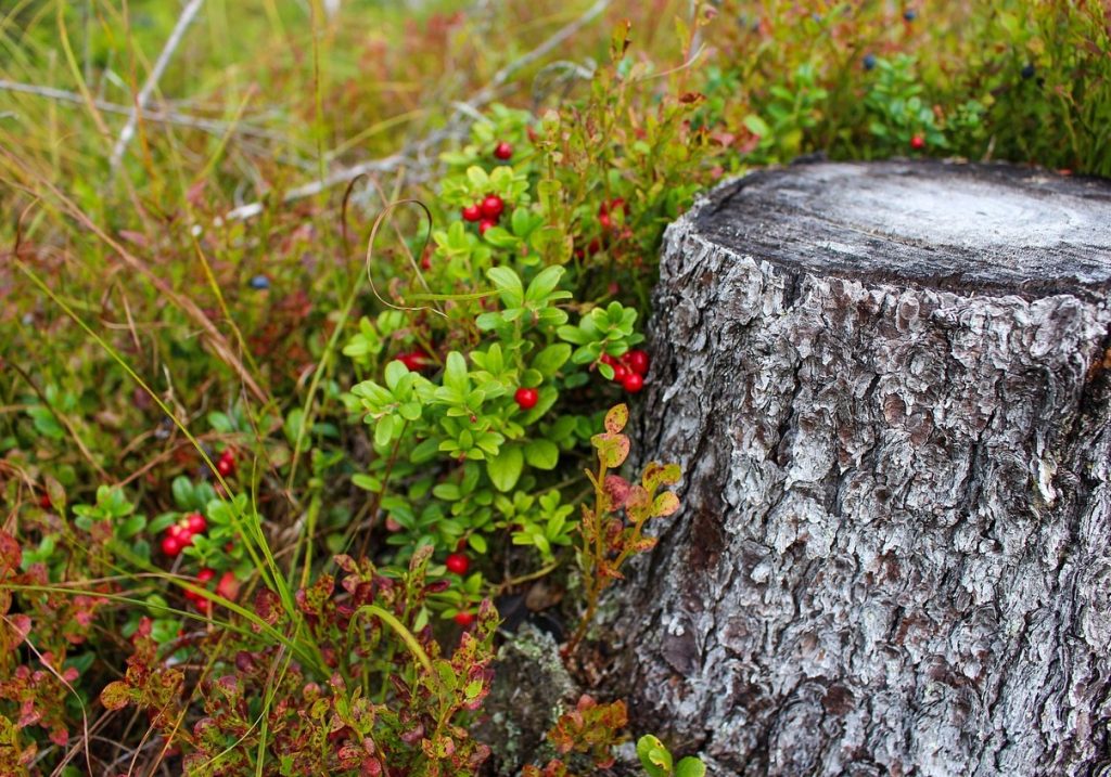 Kuradi marjad on ilmunud metsa. Kuid metsnikud soovitavad neid ikkagi süüa