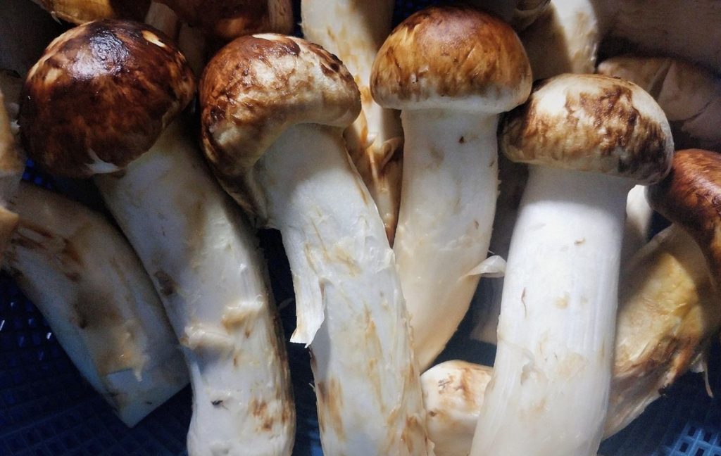 Eesti metsades kasvab üks tähelepanuta jääv seen. Kuid selle hind lööb jalust maha.