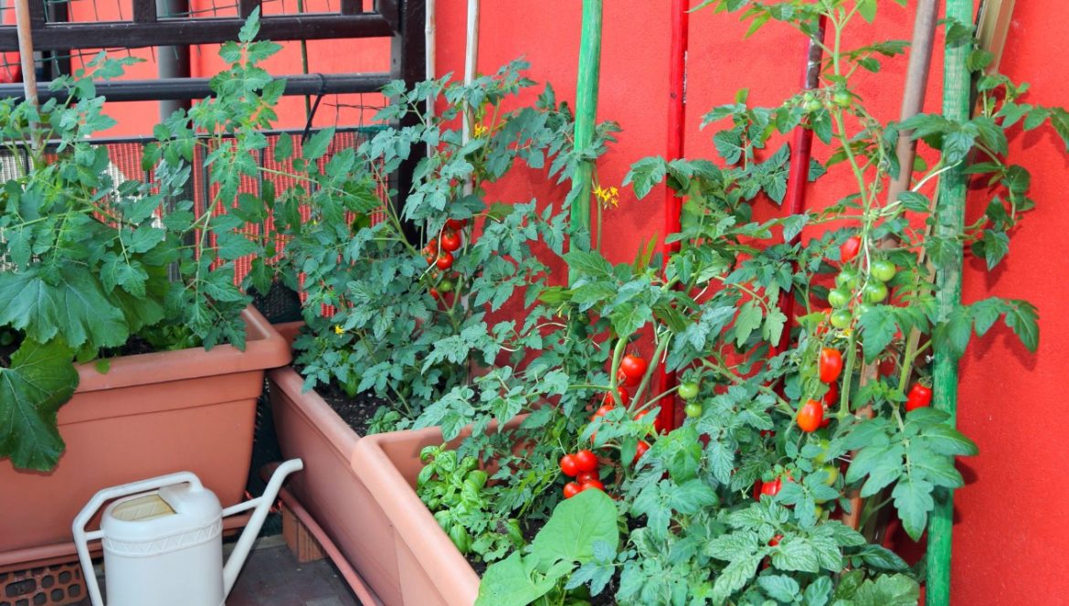 Kasulik kombinatsioon tomatite ja maitsetaimedega ühes potis: aastaringne rõõm taldrikul
