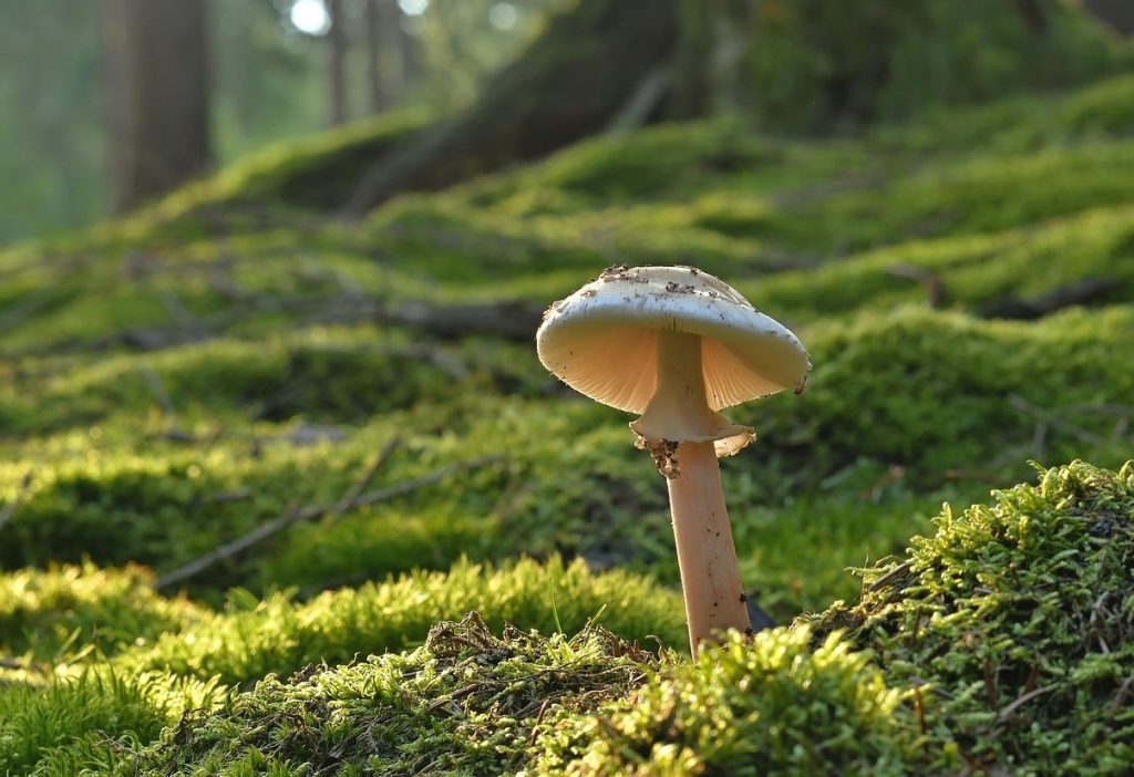Need on äärmiselt väärtuslikud seened. Kaart koostati, sest neid tuleb viivitamatult kaitsta