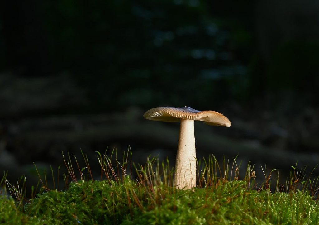 Need on äärmiselt väärtuslikud seened. Kaart koostati, sest neid tuleb viivitamatult kaitsta
