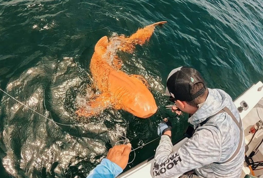 Costa Rica lähedal püüti oranž valge silmadega hai: kummaline leid segas teadlasi