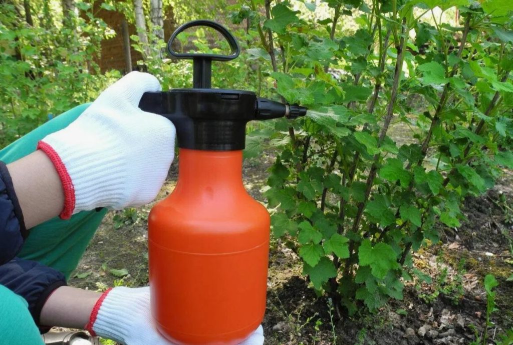 Pihustage sõstraid magusa veega: te ei usu, mis juhtub saagiga kuu aja pärast
