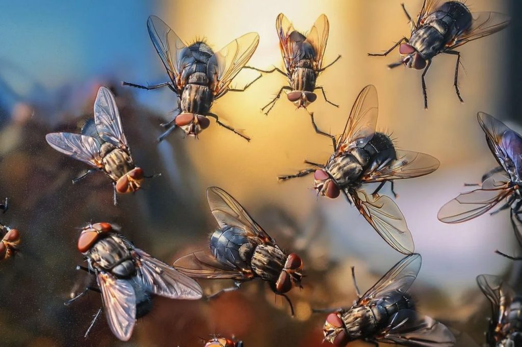 Lendabid kardavad seda nagu tuld: puista natuke aknalauale ja nad ei tule kunagi sinu koju sisse