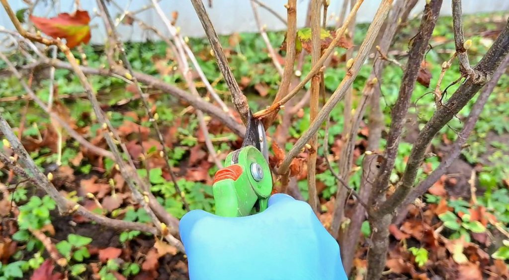 Vanamoodne sügishooldus muudab kõik: sõstar talvitub kaotusteta ja annab ämbri marju käputäie asemel