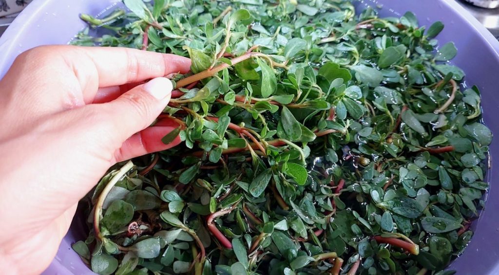 Kuidas pärast saagikoristust portulaki aiast igaveseks eemaldada: kõige tõhusamad nõuanded