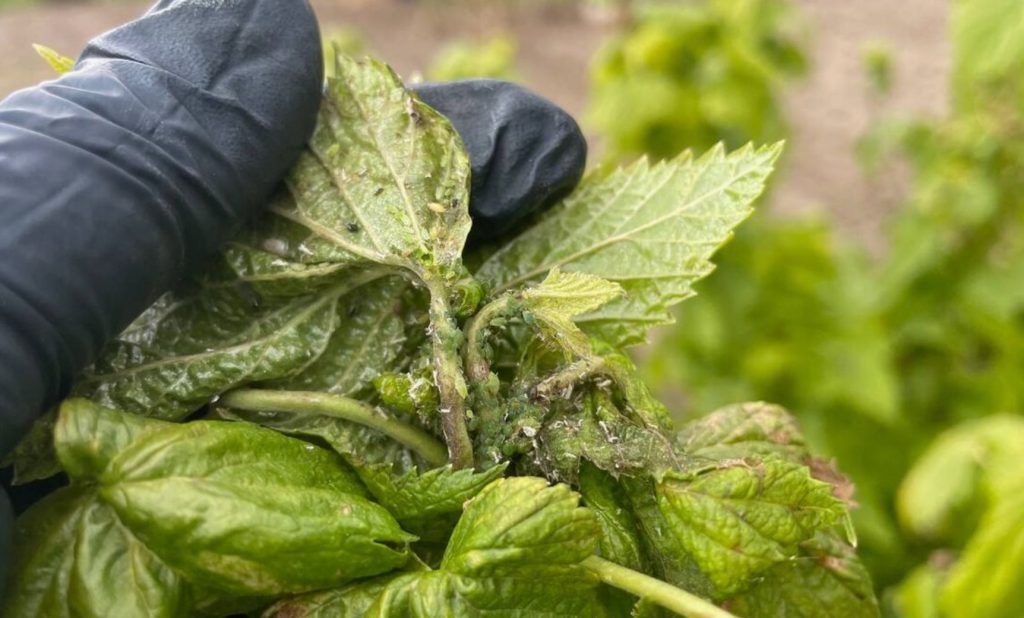 Tavaline kleeplint Lehtkirbudega: geniaalne leiutis suvilakülastajalt, mis ajas kõik naabrid hulluks