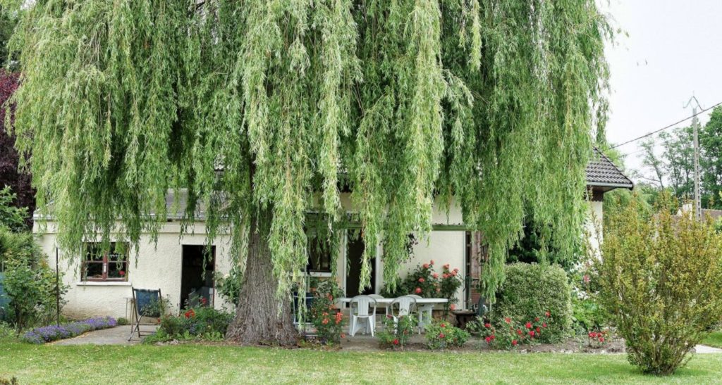 Vaiksed vundamendi tapjad: puud, mis võivad maja hävitada kiiremini kui ükski haamer
