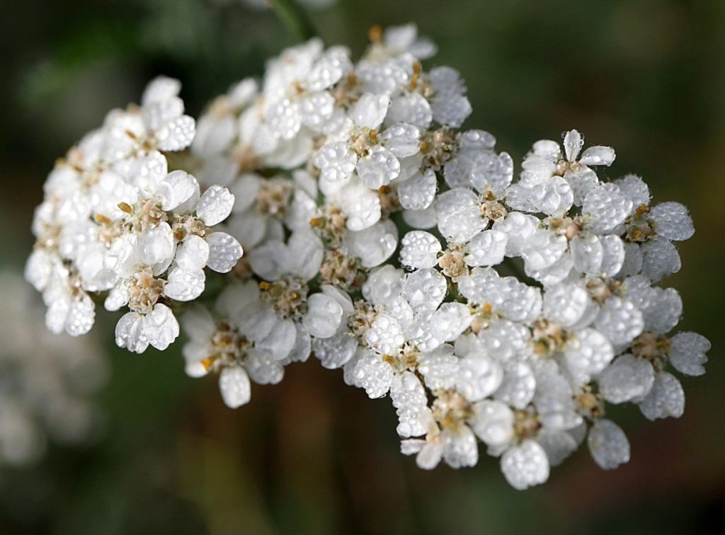 Achillea