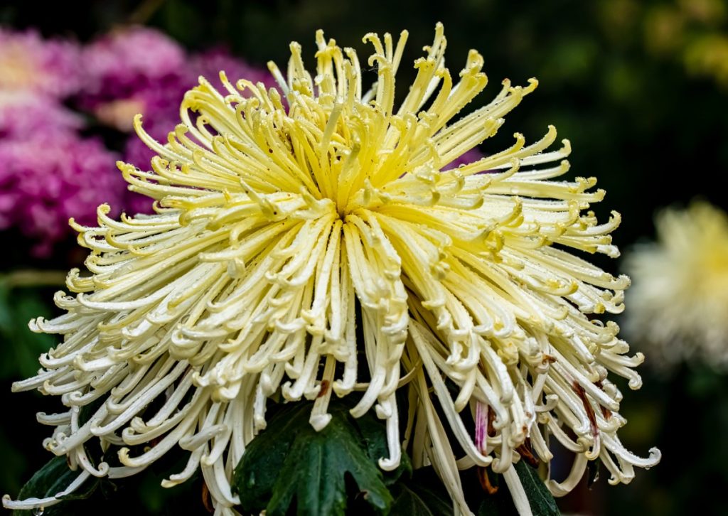 Chrysanthemum