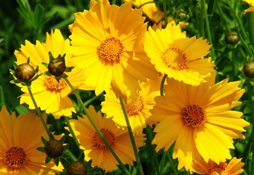 Coreopsis