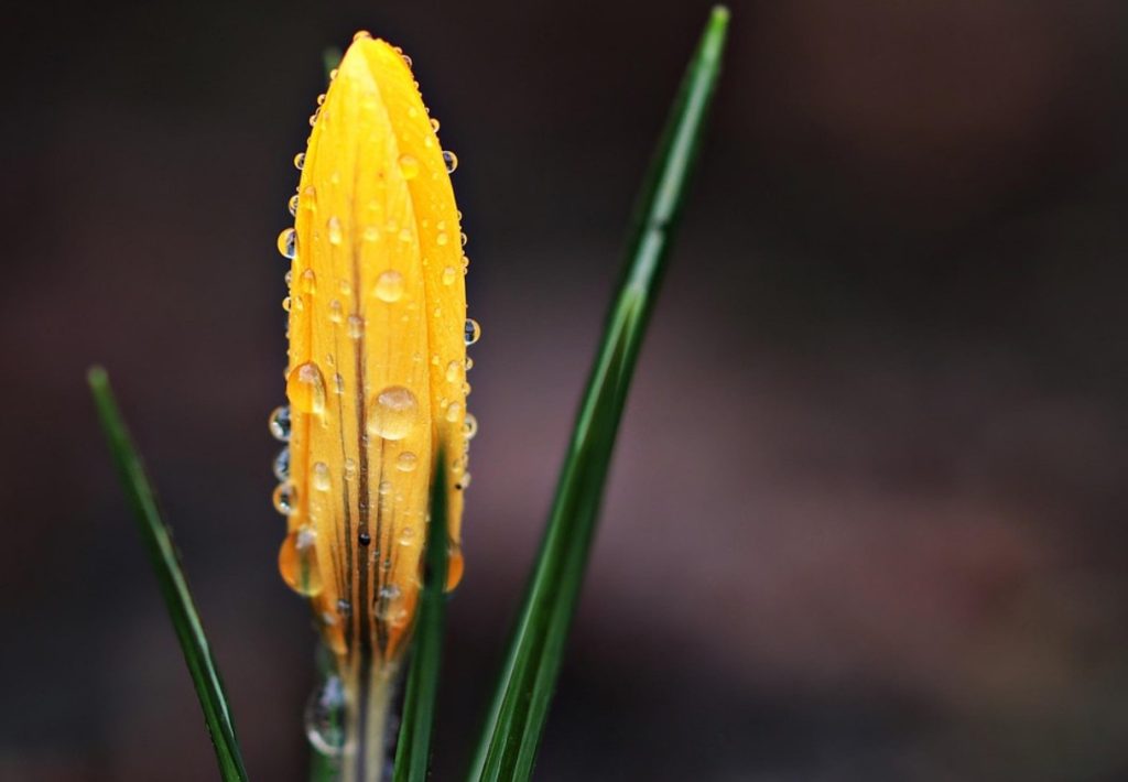 Crocus