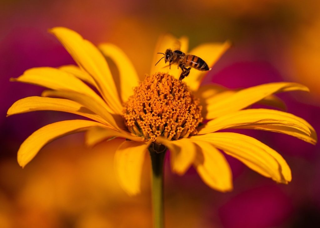 Echinacea