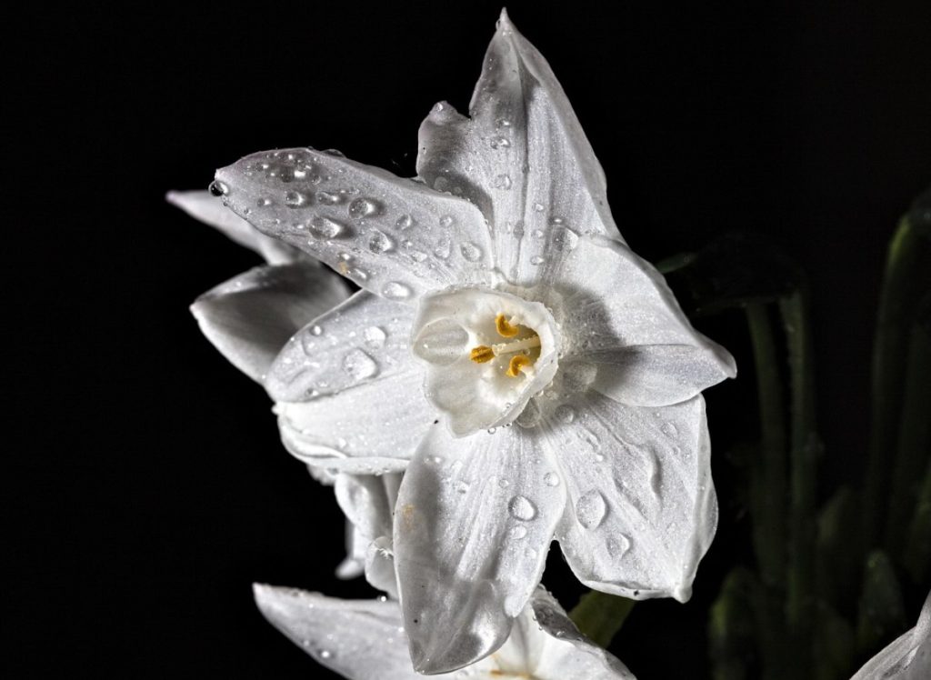 Narcissus