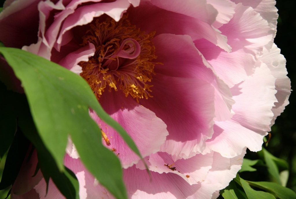 Peonia