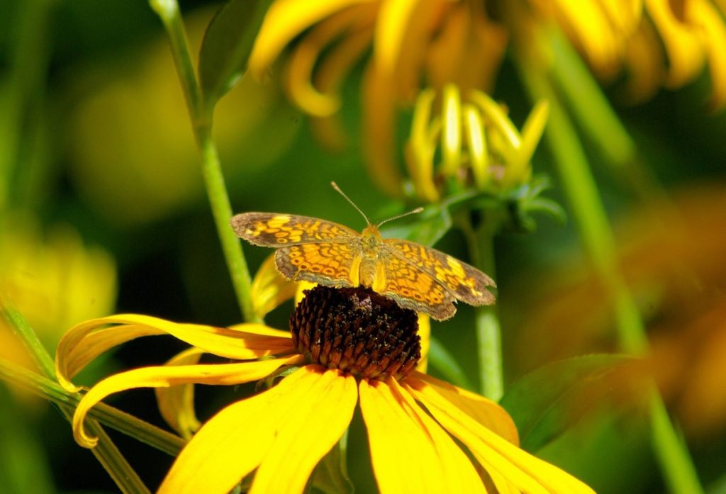 Rudbeckia hirta