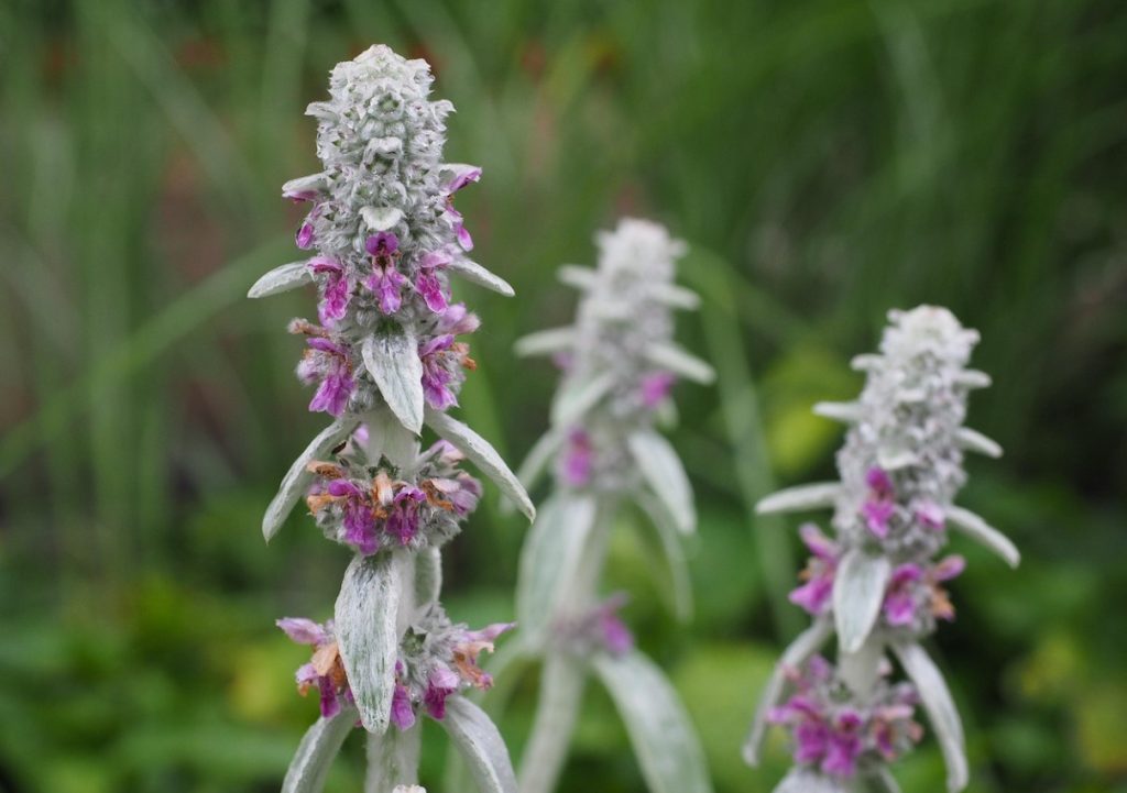 Stachys byzantina