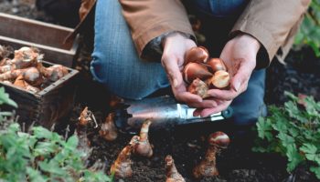 6 lille, mida peaksite istutama enne oktoobri lõppu, et saada „suurepärane lillevaatlus”