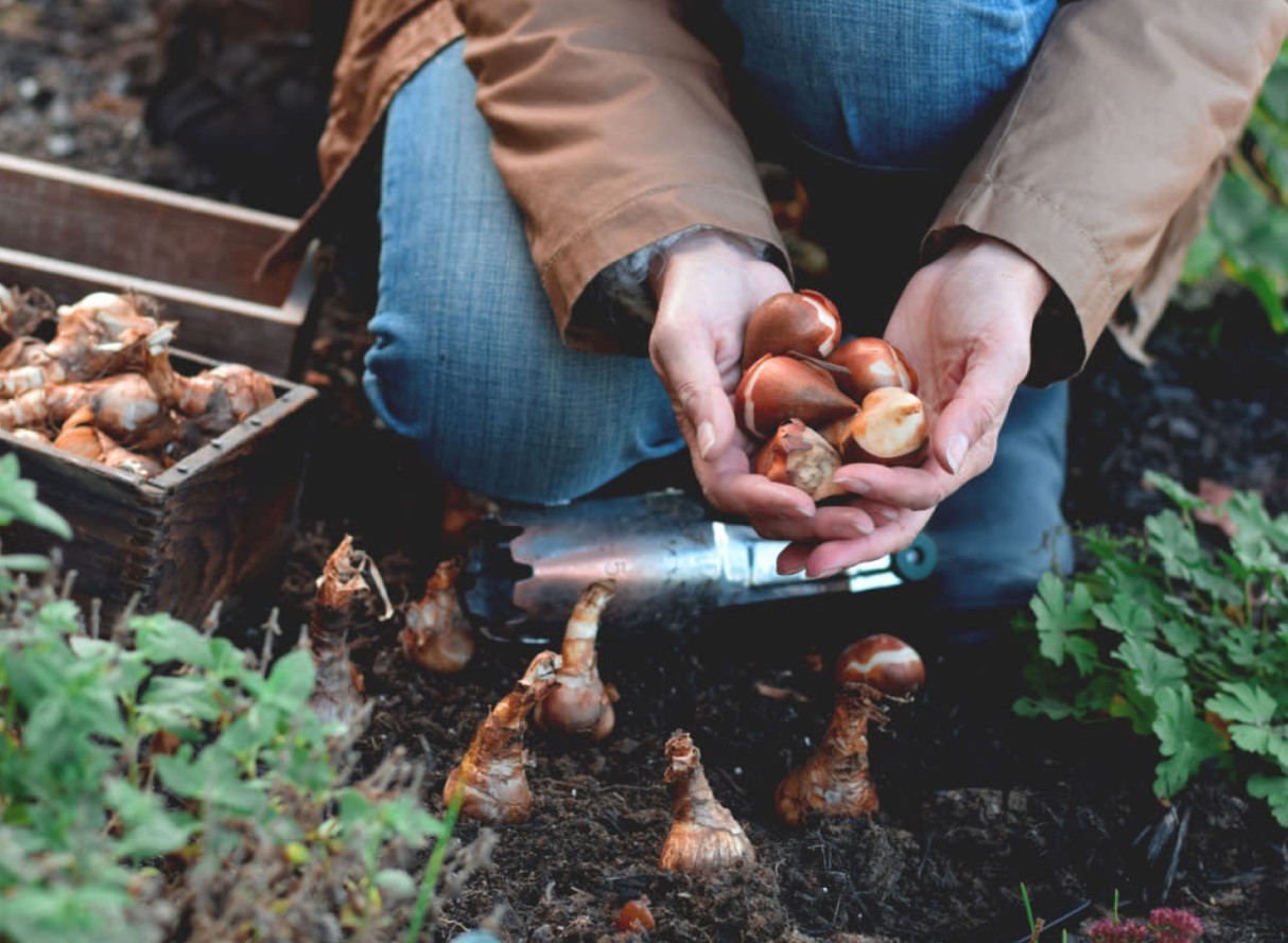 6 lille, mida peaksite istutama enne oktoobri lõppu, et saada „suurepärane lillevaatlus”