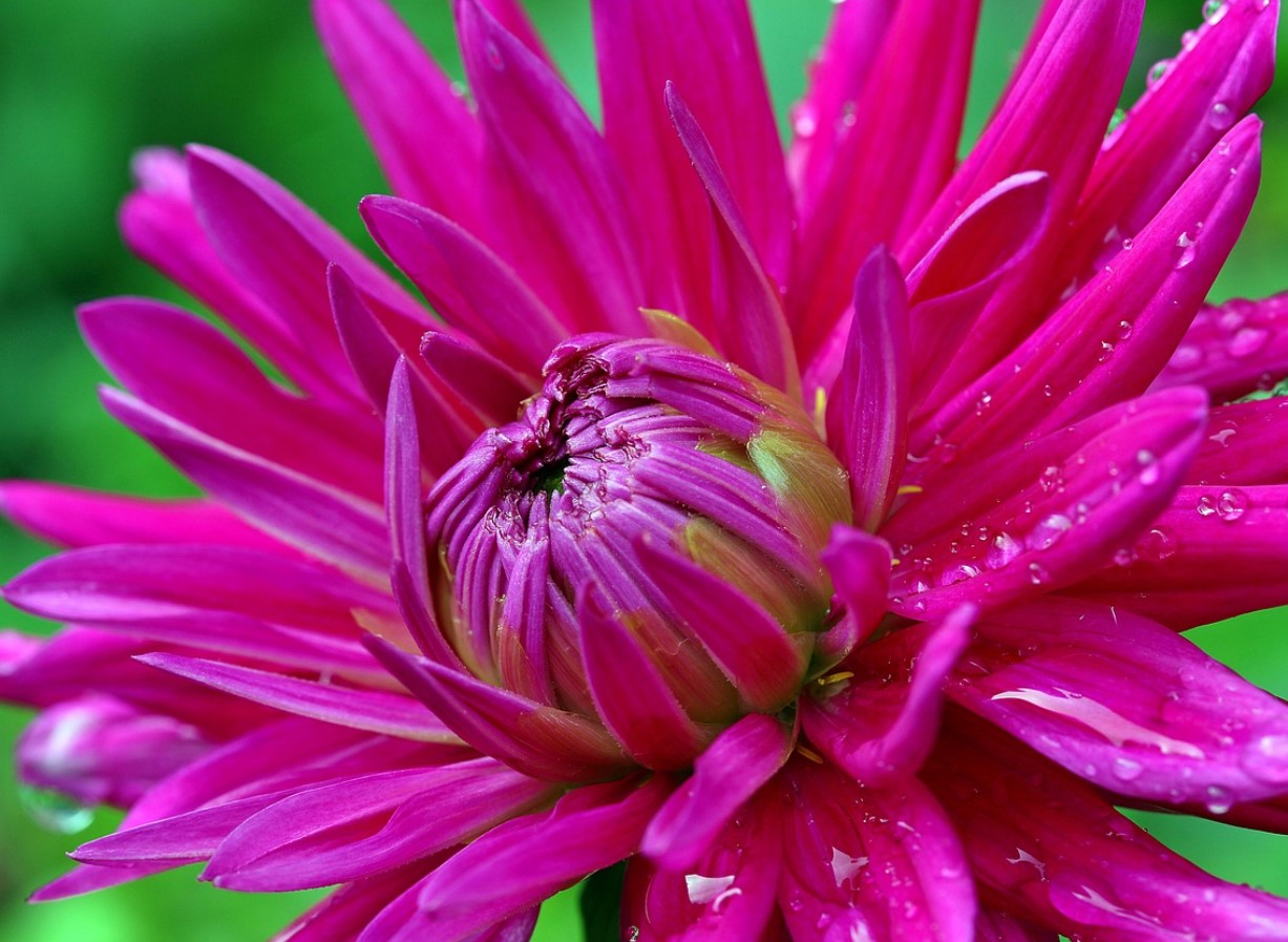 Dahlia talvitamine ja mugulate õige ladustamine: Saksa lillekasvatajate nõuanded