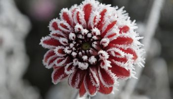 Dahlia talvitamine ja mugulate õige ladustamine: Saksa lillekasvatajate nõuanded