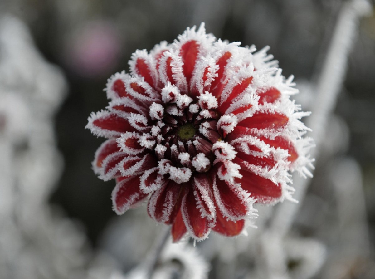 Dahlia talvitamine ja mugulate õige ladustamine: Saksa lillekasvatajate nõuanded