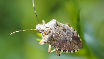 Ootamatu põhjus ebameeldivate lõhnade tekkeks kodus. Hoiduge rohelistest lutikest.