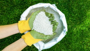 Muru väetamine sügisel: toitained külmaks hooajaks