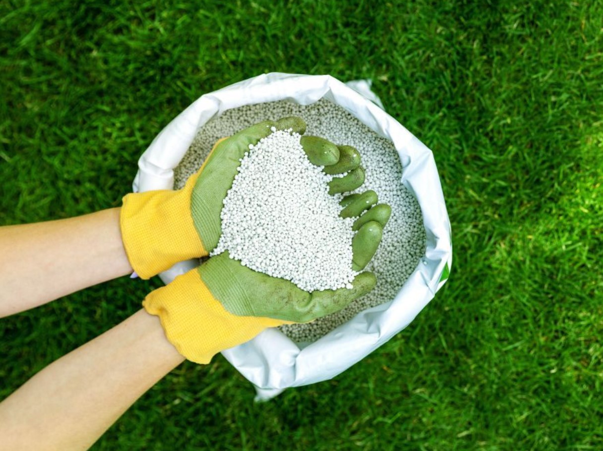 Muru väetamine sügisel: toitained külmaks hooajaks