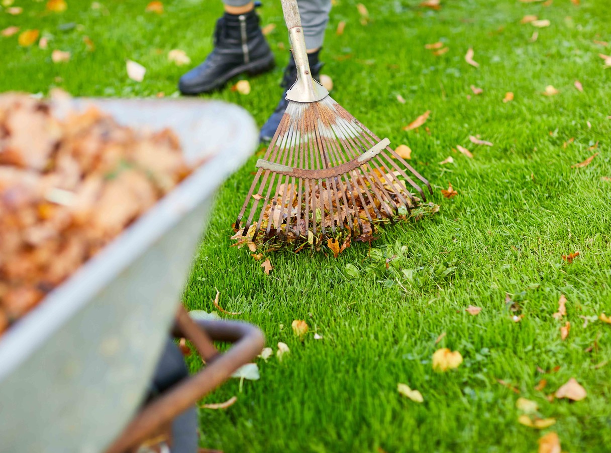 Muru väetamine sügisel: toitained külmaks hooajaks