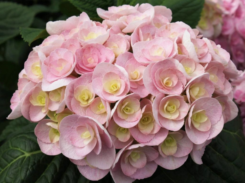 Hydrangea macrophylla