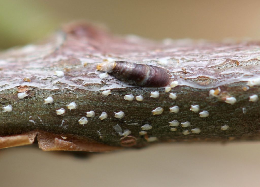 Lepidosaphes ulmi