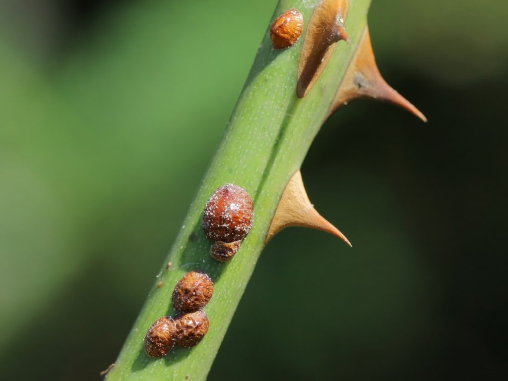 Parthenolecanium corni