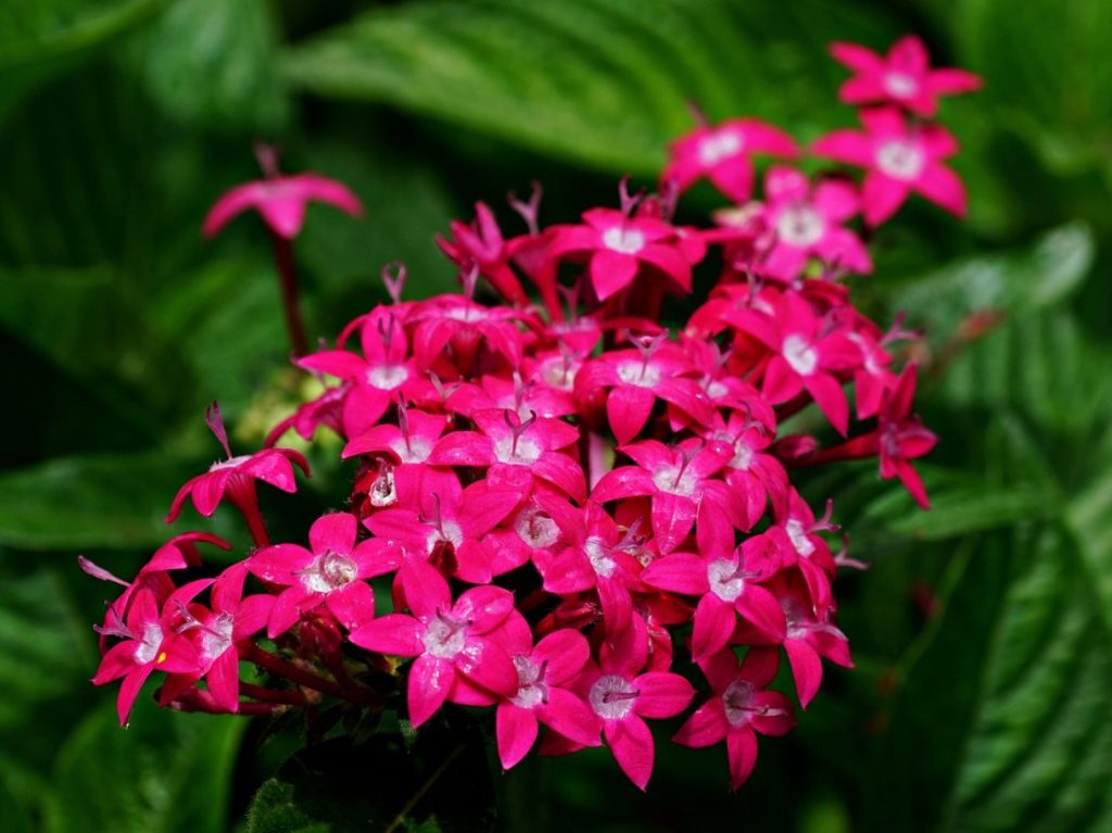Pentas lanceolata