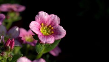 Isegi oktoobris moodustab ta õitseva seina. See muljetavaldav taim võlub oma värviga.