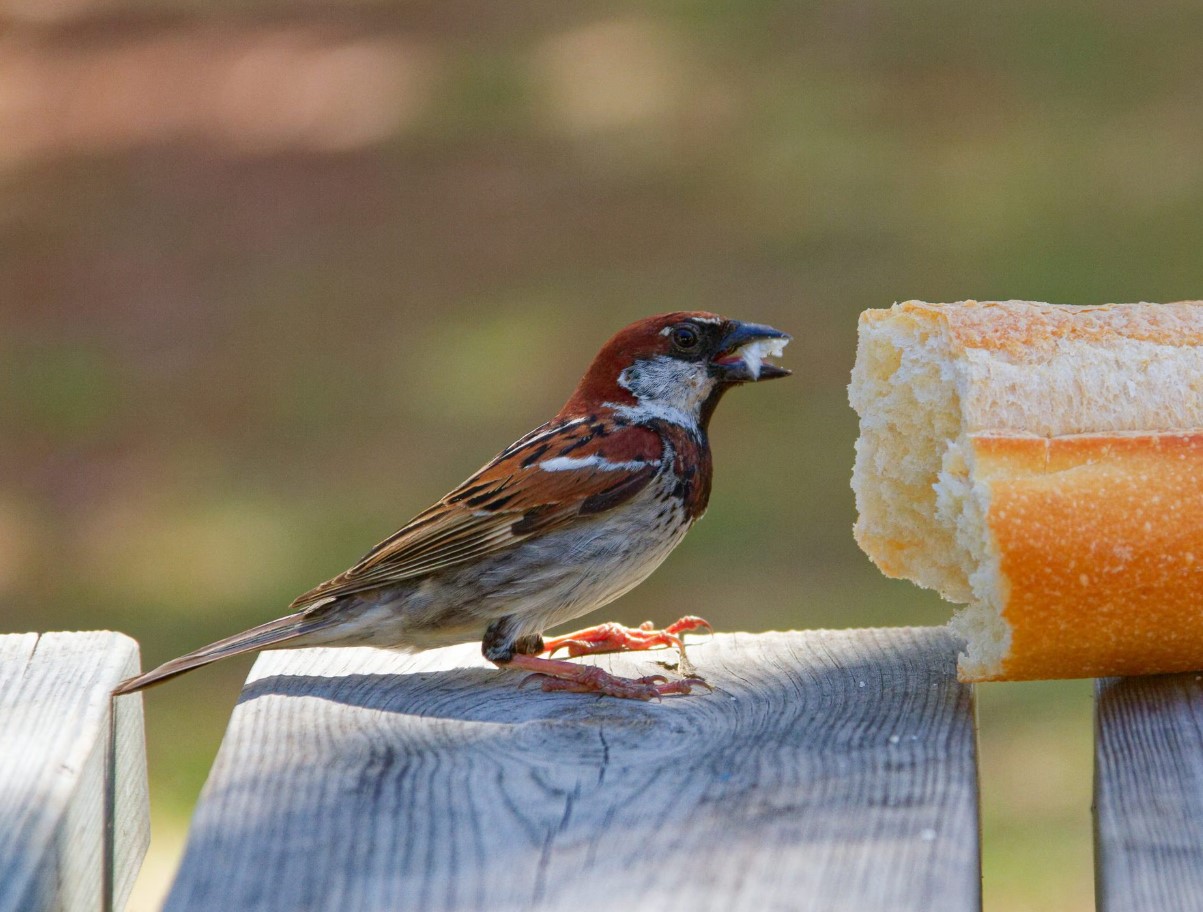 Ärge andke lindudele leiba! Ornitoloog räägib, mida laululinnud talvel tegelikult vajavad.