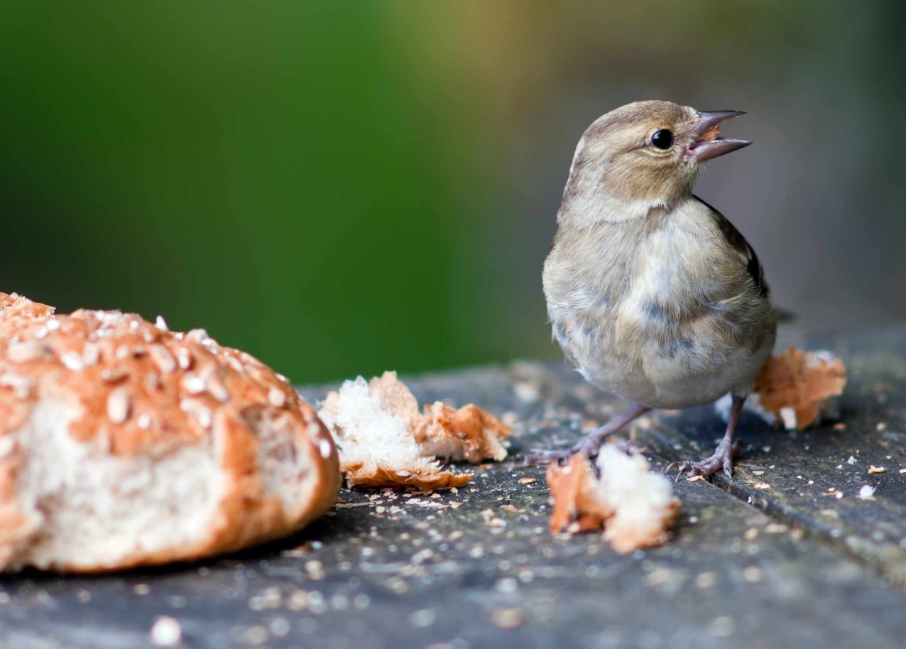 Ärge andke lindudele leiba! Ornitoloog räägib, mida laululinnud talvel tegelikult vajavad.