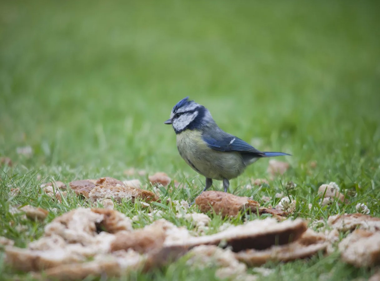 Ärge andke lindudele leiba! Ornitoloog räägib, mida laululinnud talvel tegelikult vajavad.