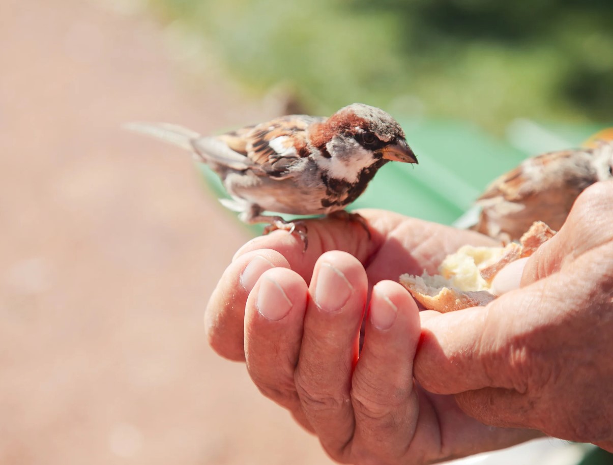 Ärge andke lindudele leiba! Ornitoloog räägib, mida laululinnud talvel tegelikult vajavad.