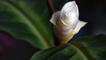 Lidl müüb taime, mis puhastab õhku kodus: see on vastupidav ja maksab alla 7 euro.