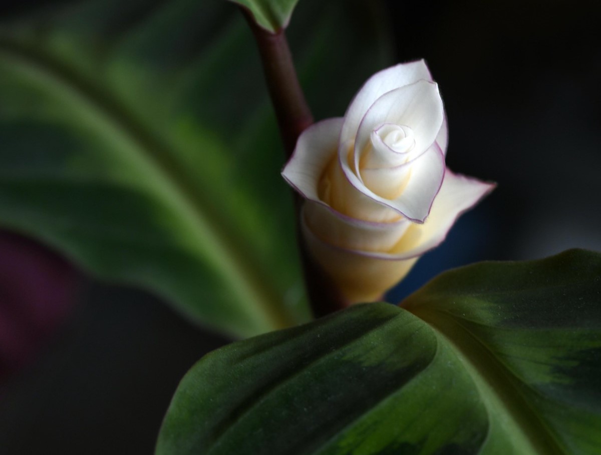 Lidl müüb taime, mis puhastab õhku kodus: see on vastupidav ja maksab alla 7 euro.