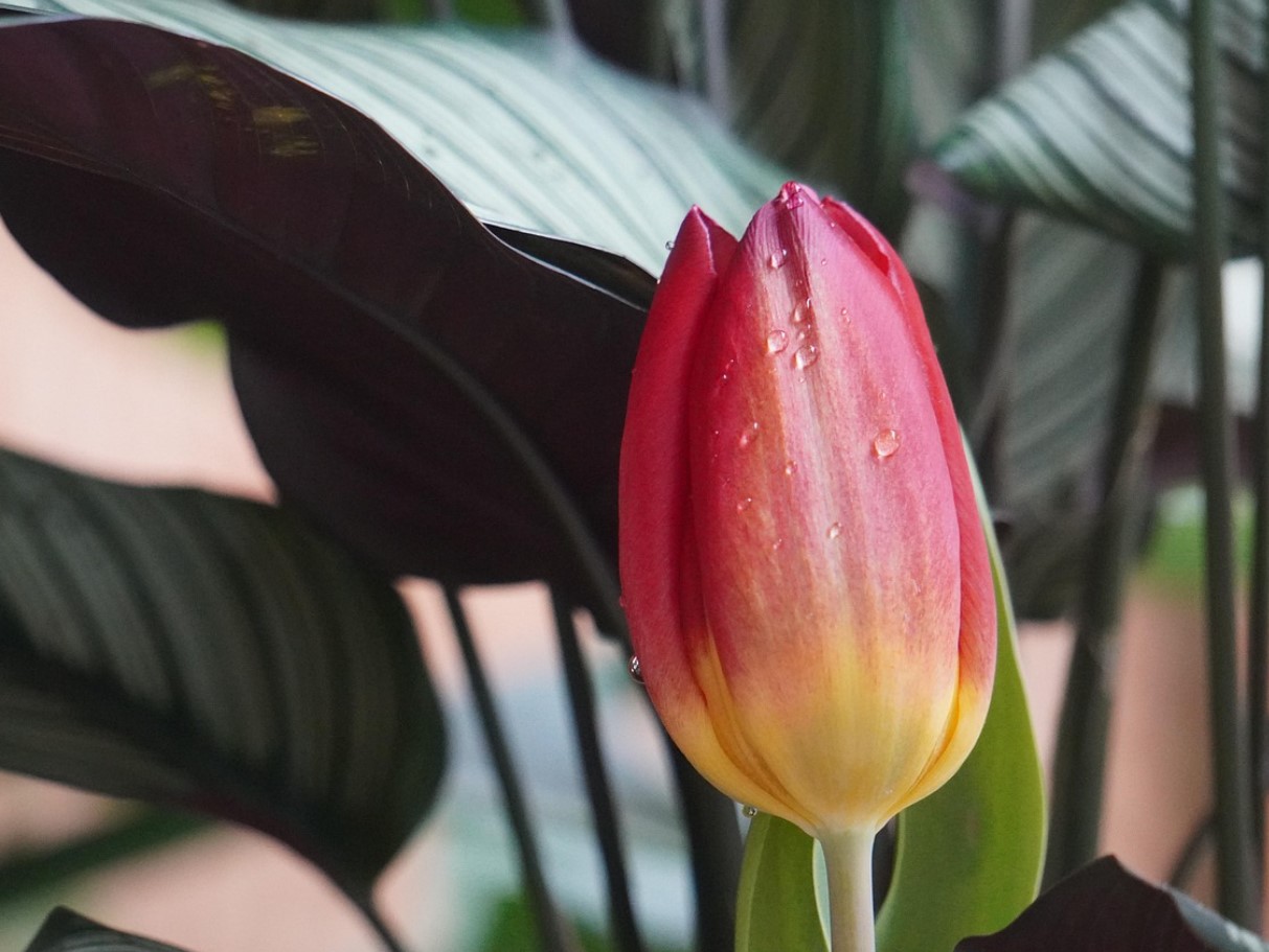 Lidl müüb taime, mis puhastab õhku kodus: see on vastupidav ja maksab alla 7 euro.
