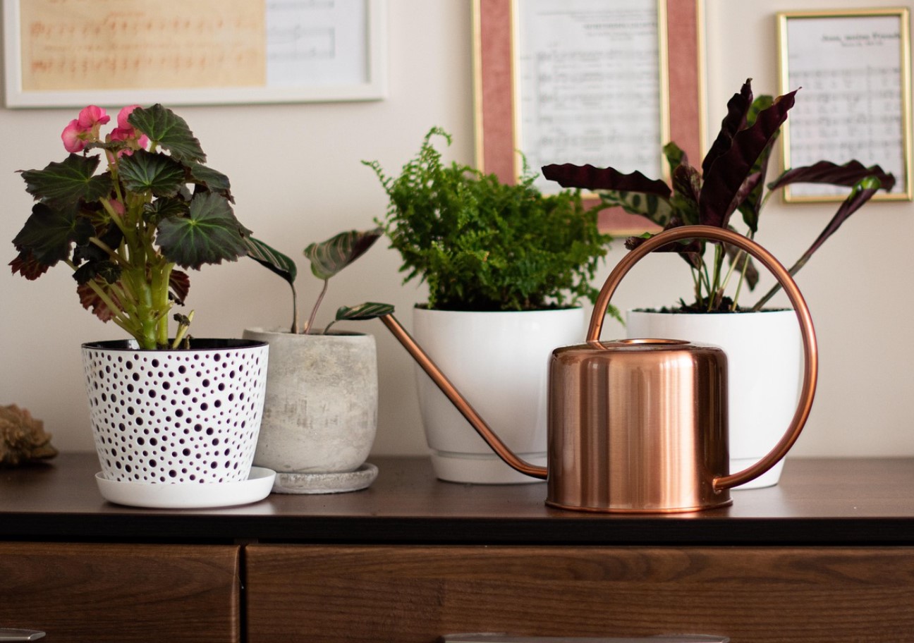 Lidl müüb taime, mis puhastab õhku kodus: see on vastupidav ja maksab alla 7 euro.