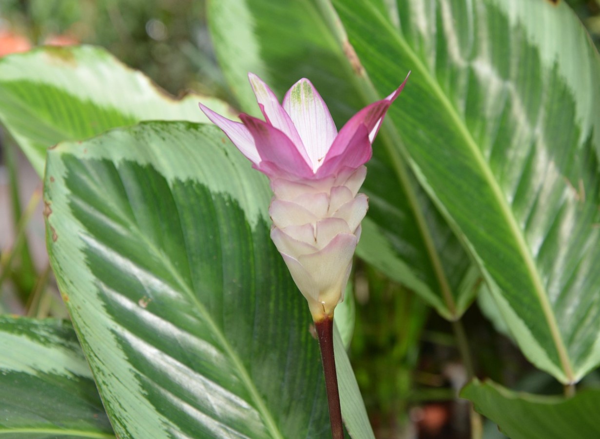 Lidl müüb taime, mis puhastab õhku kodus: see on vastupidav ja maksab alla 7 euro.