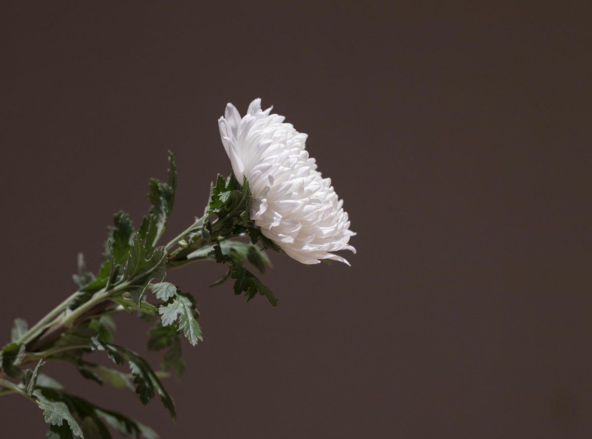 Lidl toodab lillepotti, mis on täidetud erinevate lilledega: see elavdab teie kodu sügisel vähem kui 4 euroga.