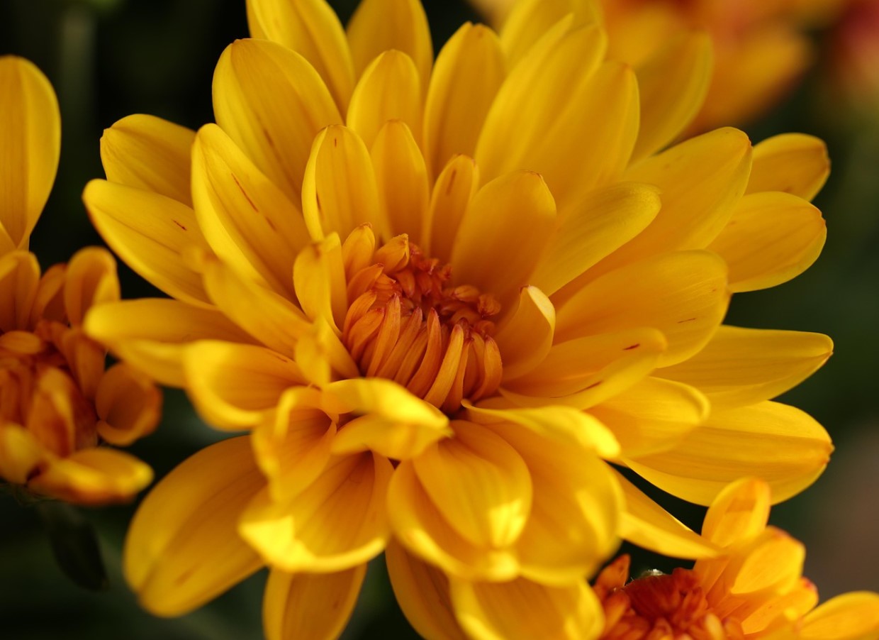 Lidl toodab lillepotti, mis on täidetud erinevate lilledega: see elavdab teie kodu sügisel vähem kui 4 euroga.