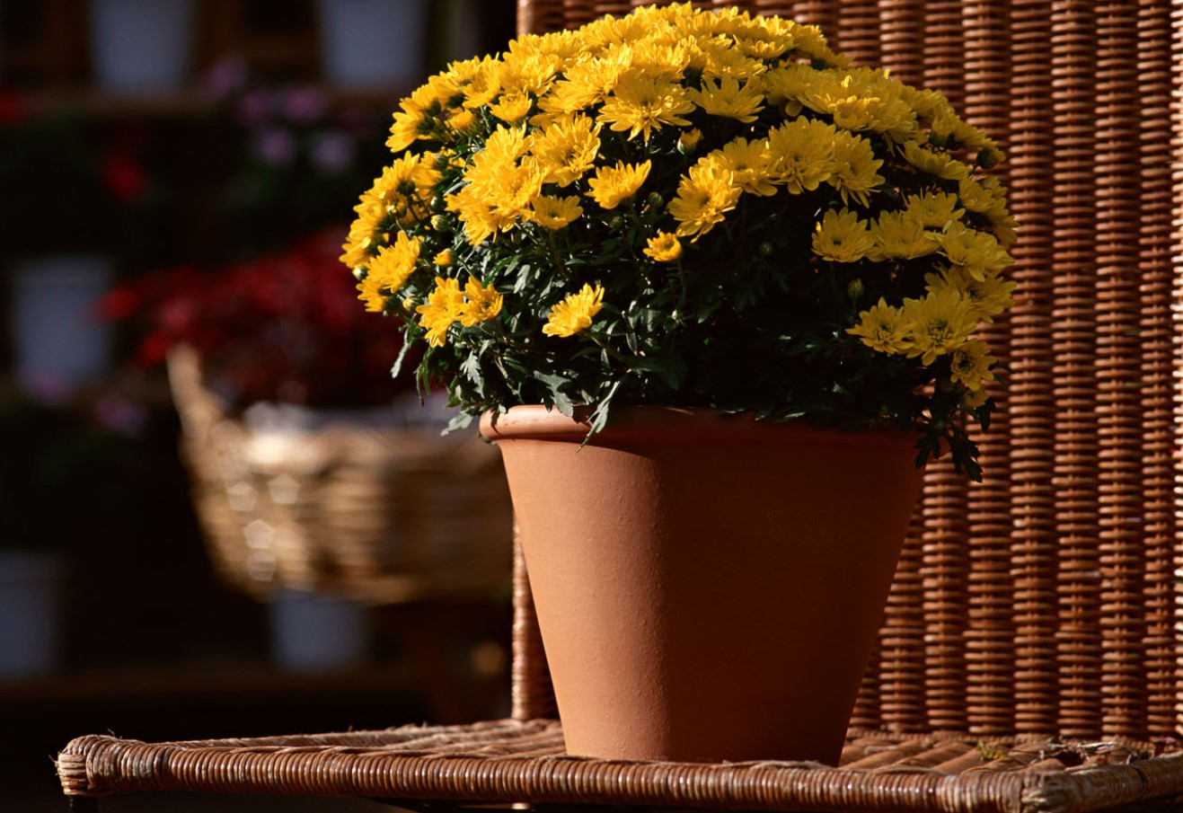 Lidl toodab lillepotti, mis on täidetud erinevate lilledega: see elavdab teie kodu sügisel vähem kui 4 euroga.